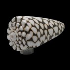 Bouton de meubles - Boutons de meubles Objets rares (77.602.72.)