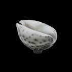 Bouton de meubles - Boutons de meubles Objets rares (77.604.72.)